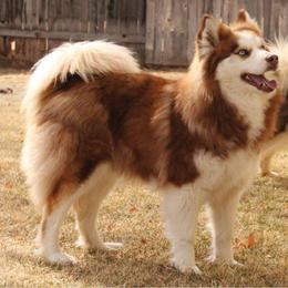 Caramel - Pomsky