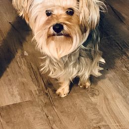 Ava - Yorkshire Terrier