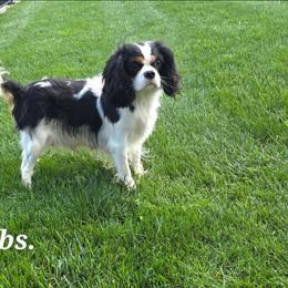 Hope - Cavalier King Charles Spaniel