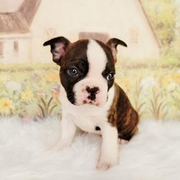 Boston Terrier Puppies from Our Gang Bostons