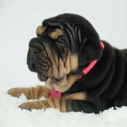 Chinese Shar-Pei, Cocker Spaniel, and Companion Cross Puppies from Mini Hippo Land