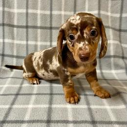 Truffle - Dapple male Dachshund puppy in Carlsbad, Texas from MV Mini Dachshunds