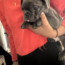 French Bulldog Puppies from Camarra King
