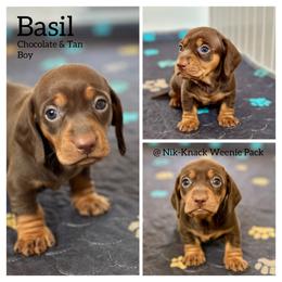 Basil - Chocolate and tan male Dachshund puppy in Florida from Niki Humphries' Dachshunds