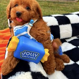 Snickers - Red male Maltipoo puppy in Sugar Land, Texas from Celebrity Maltipoos