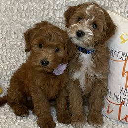 Goldendoodles from You Are My Sunshine Doodle