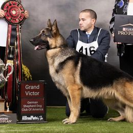 German Shepherds from Patmar German Shepherds