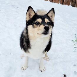 Secret - Pomsky