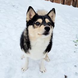 Secret - Pomsky
