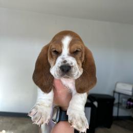 Boy 2 - Brown black and white male Basset Hound puppy in Las Animas, Colorado from J&D Dachsies