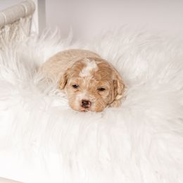 Busta - Cream Maltipoo puppy in Gastonia, North Carolina from Little Toy Poodles