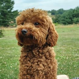 Trixie - Poodle