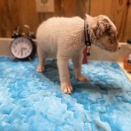 Border Collie Puppies from TiptoeingBorderCollies