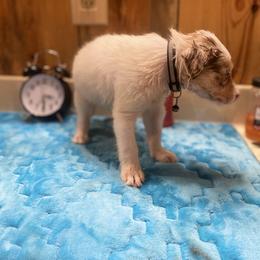 Border Collie Puppies from TiptoeingBorderCollies