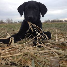 English Cocker Spaniel and Labrador Retriever Puppies from Fenloch Gundogs