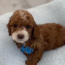 Teddy - Red  male Goldendoodle puppy in Kansas City, Kansas from Bella & Ivy’s Mini Goldendoodles of KC