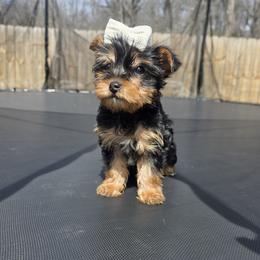 Yorkshire Terrier puppies from 5 River Puppies