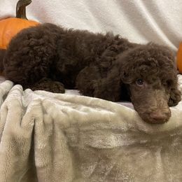 Poodle Puppies from Marion Standard Poodles