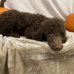 Poodle Puppies from Marion Standard Poodles