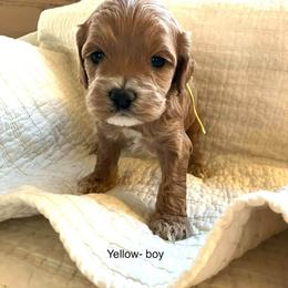 Chicago - Buff and white male Cockapoo puppy in Spring Valley, Wisconsin from Filipiak Breeders