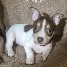 Merica - White and chocolate female Teddy Roosevelt Terrier puppy in Murray, Kentucky from Froschwald German Shepherds and Xanadu Teddy Roosevelt Terriers