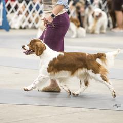 Atlas - Welsh Springer Spaniel