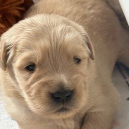 Golden Retriever Puppies from Chevaline Goldens