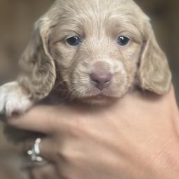 Sky's creamy golden - Cream female Dachshund puppy in Mooresboro, North Carolina from Walker Family Pups