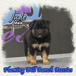 Jude - Black tri male Miniature Australian Shepherd puppy in Forestburg, Texas from Flaming Dill Ranch Aussies