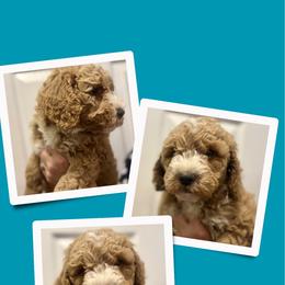 Boone - Apricot male Goldendoodle puppy in Bluefield, Virginia from Love on a Leash