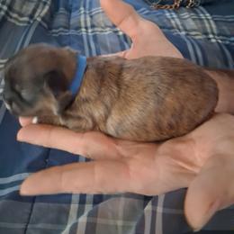 Boy 3 - Chocolate male Shih Tzu puppy in Lake Worth, Florida from Shih Tzu Cottage