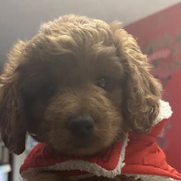 Bernedoodles and Goldendoodles from Pecks Oodle Doodles