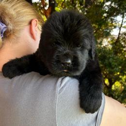 Pink Collar - Black female Newfoundland puppy in New York from Johnson Farms