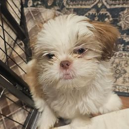 Randy - Gold and white male Shih Tzu puppy in Victorville, California from RUMBLE n TUMBLE