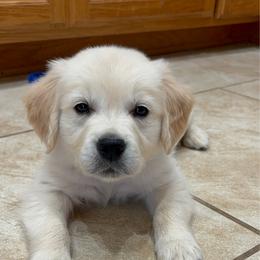 Blue (3700) - Light golden male Golden Retriever puppy in Pahrump, Nevada from Southern Nevada Goldens