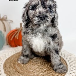 Bob - Merle male Goldendoodle puppy in Fletcher, North Carolina from Cane Creek Goldendoodles