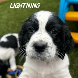 Lightning - Black and white male English Springer Spaniel puppy in Tupalo, Mississippi from Butterfield Trail Farm