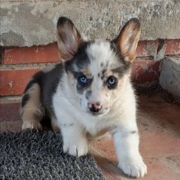 JonJon - Blue merle and white male American Corgi puppy in Shawnee, Oklahoma from Sunray Ranch