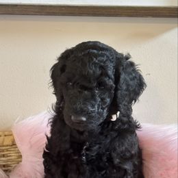 Bailey - Black female Poodle puppy in Jesup, Georgia from Altamaha Mud Poodles LLC.