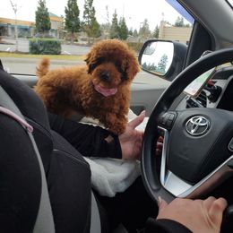 Cavapoo, Maltese, Maltipoo, and Poodle Puppies from Mt.BakerPoodles&Doodles