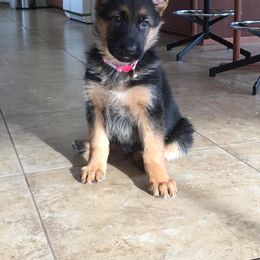 German Shepherd Puppies from Morgen Haus Shepherds