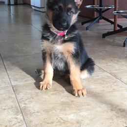 German Shepherd Puppies from Morgen Haus Shepherds