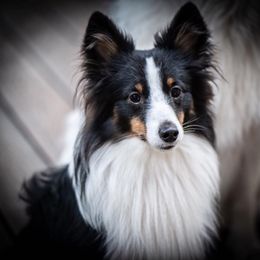 Shetland Sheepdog All Grown Up from Fox Point Farm Toy Shelties