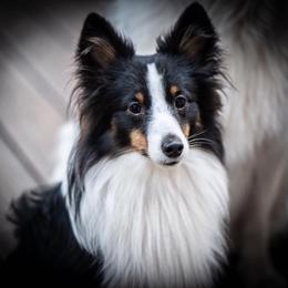 Shetland Sheepdog All Grown Up from Fox Point Farm Toy Shelties