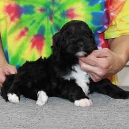Mia - Black and white female Portuguese Water Dog puppy in Beatrice, Nebraska from Success Portuguese Water Dogs