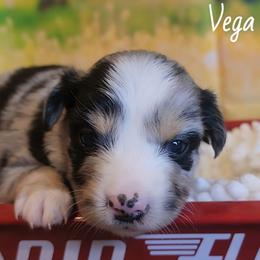 Vega - Blue merle male Miniature Australian Shepherd puppy in Macomb, Missouri from Faunus Farms and Aussies