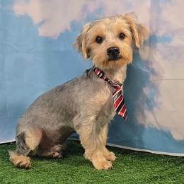 Yorkshire Terrier puppies from KnJ Precious Paws LLC