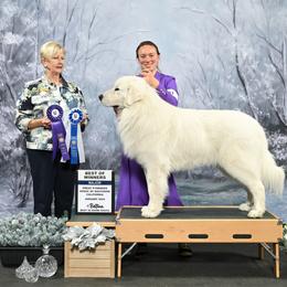 Kody - White male Great Pyrenees puppy in Cedar City, Utah from Forestwood Farms Great Pyrenees