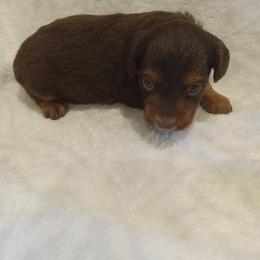 Boy 6 - male Poodle puppy in Milford, Indiana from Olde Heritage K-9