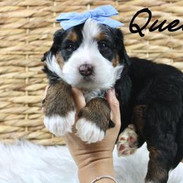 Queens - Tri-color female Bernedoodle puppy in Casa Grande, Arizona from AzDoodle Dandies